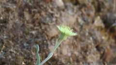 Andryala integrifolia