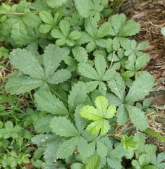 Potentilla reptans