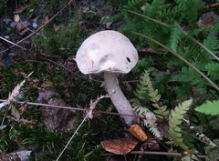 Leccinum scabrum