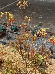 Cotyledon orbiculata