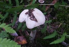 Leccinum scabrum