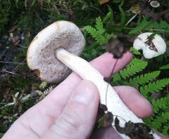 Leccinum scabrum