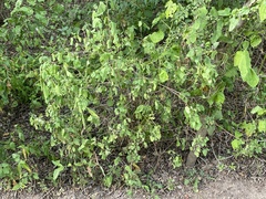 Malvaviscus arboreus