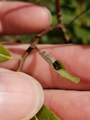 Limenitis