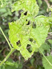 Malvaviscus arboreus