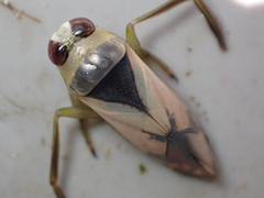 Notonecta viridis