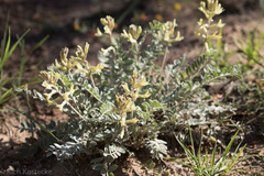Astragalus