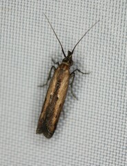 Elasmopalpus lignosella