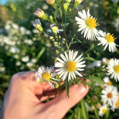 Symphyotrichum lanceolatum