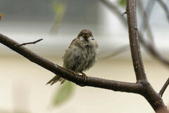 Passer montanus