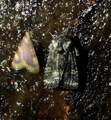 Lacinipolia olivacea