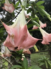 Brugmansia