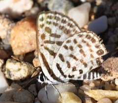 Tarucus theophrastus