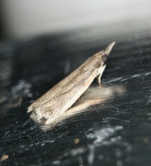 Peoria longipalpella