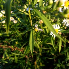 Symphyotrichum lanceolatum