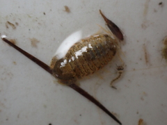 Lekanesphaera hookeri