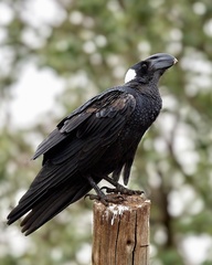 Corvus crassirostris
