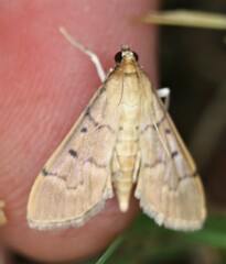 Herpetogramma bipunctalis