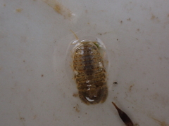 Lekanesphaera hookeri