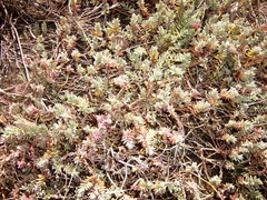 Chenolea diffusa