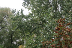 Populus × canadensis