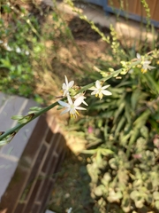 Chlorophytum comosum