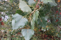 Populus × canadensis