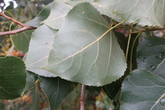 Populus × canadensis