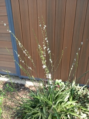 Chlorophytum comosum