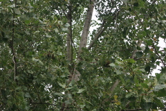 Populus × canadensis