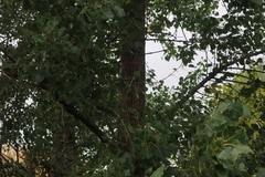 Populus × canadensis