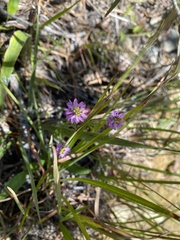Polygala curtissii