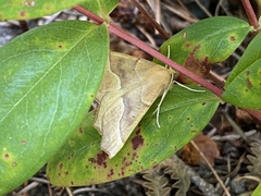 Tetracis jubararia