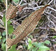 Thelypteridaceae