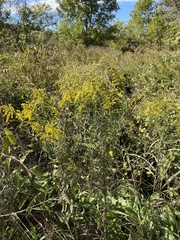 Solidago canadensis