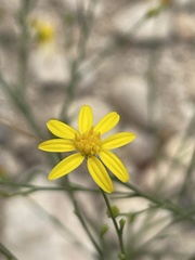 Gutierrezia texana