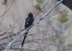 Phoeniculus purpureus