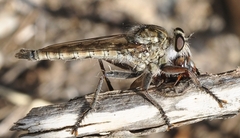 Phileris prionostylus