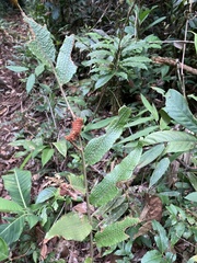 Thelypteridaceae