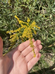 Solidago canadensis