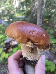 Cortinarius mucosus