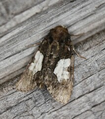 Chytonix palliatricula