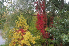 Parthenocissus quinquefolia