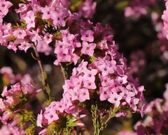 Erica walkeria