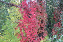 Parthenocissus quinquefolia