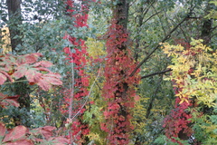 Parthenocissus quinquefolia