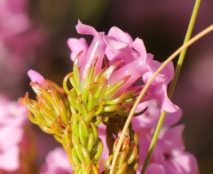 Erica walkeria