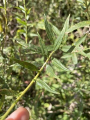 Solidago canadensis