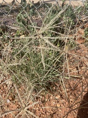 Chloris verticillata