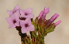 Erica walkeria